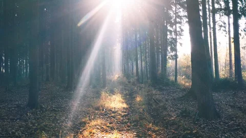 Sunlight Rays in Autumn Forest, Smooth Motion Video stock 98419623