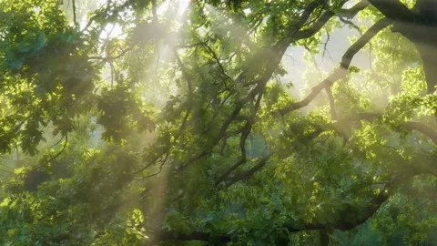 Sunlight rays beaming through lush green forest canopy Stock Footage 328159126