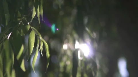 Sunlight rays behind a weeping willow Vídeos de archivo 136000725