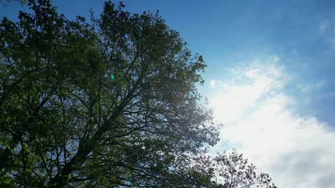 Sunlight Rays Breaking Through Tree Canopy in Summer Forest Stock Footage 336550228