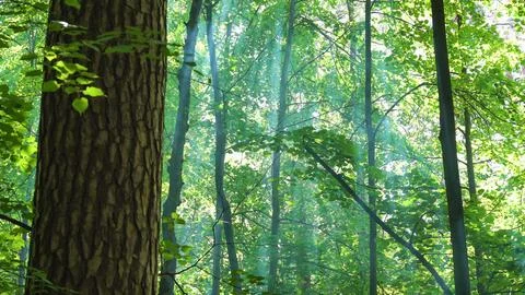 Sunlight rays breaking through tree crowns Stock Photos
