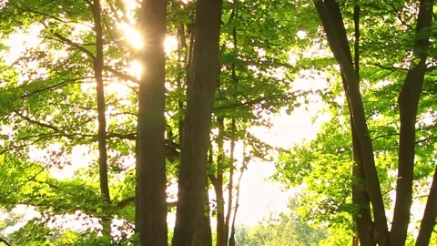 Sunlight Rays Filtering Through Dense Forest Canopy in Woodland Stock Footage 328131642
