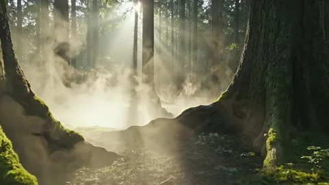 Sunlight Rays Filtering Through Misty Forest Canopy in Tranquil Nature Stock Footage 330109040