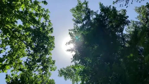 Sunlight Rays Flares And Trees Branches Видео 164453917