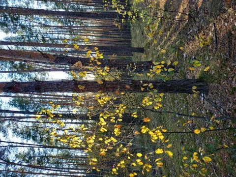 Sunlight rays in the forest Stock Photos
