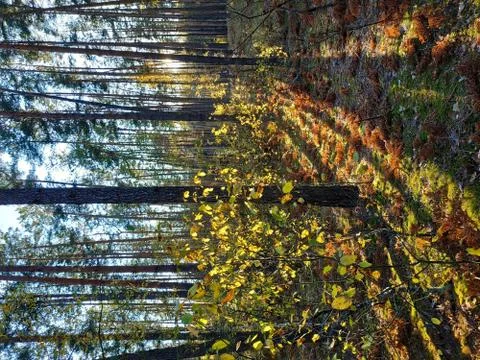 Sunlight rays in the forest Stock Photos