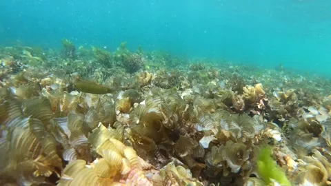 Sunlight Rays Illuminating Tropical Fish Swimming Above Swaying Seaweed Stock Footage 339953729