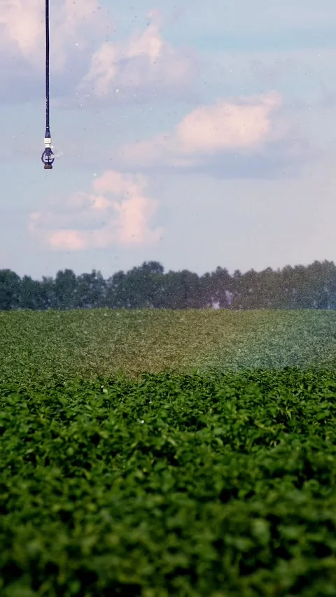 In sunlight rays. irrigation system sprinkles water over green potato bushes. Stock Footage 318684473