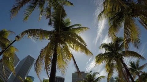 Sunlight rays in Palm Trees Stock Footage 50446190
