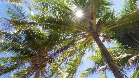 Sunlight rays in Palm Trees 库存影片 79736671