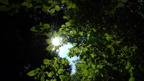 Sunlight Rays Peeking Through Leaves Into the Camera Lens Video stock 311731171