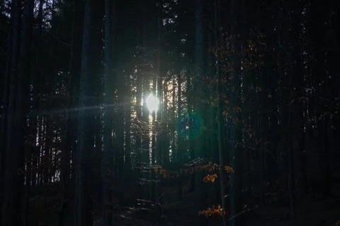 Sunlight rays pierce through dense dark forest trees at sunrise, creating a Stock Photos