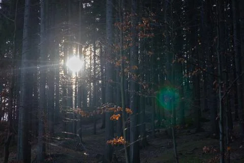 Sunlight rays piercing through dark tree trunks in a dense forest, creating a Stock Photos