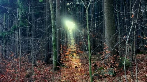 Sunlight rays piercing through a dense autumn woodland canopy illuminate a Stock-Footage 345742440