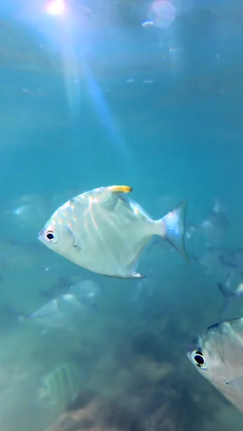Sunlight Rays Piercing Through Ocean Surface Above School Of Fish In Hikkaduwa S Stock Footage 329224485