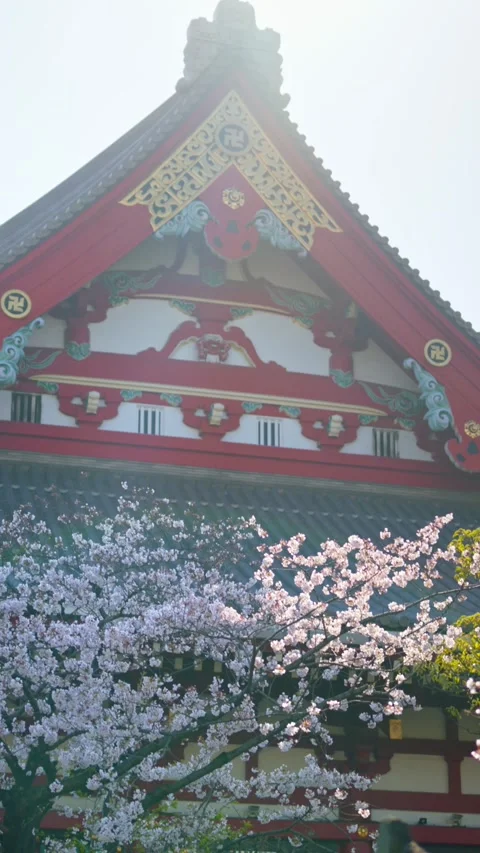 Sunlight rays shine through delicate cherry blossoms with a backdrop of a t.. Stock Footage 339408951
