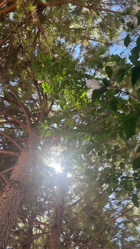Sunlight rays shining through green tree leaves 4K Stock Footage 345054438