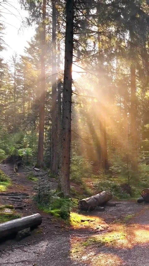 Sunlight rays streaming through pine trees in a peaceful forest 動画素材 337322918
