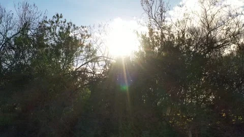 Sunlight Rays Through Dense Trees in Moroccan Forest Stock Footage 336220561