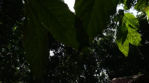 Sunlight Rays Through Foliage in Amazon Rainforest, South America Stock Footage 54659976