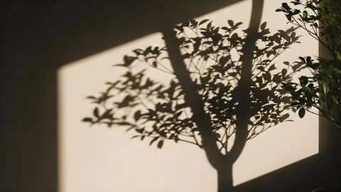 Sunlight Rays Through Green Forest Trees Creating Peaceful Natural Atmosphere Stock Photos