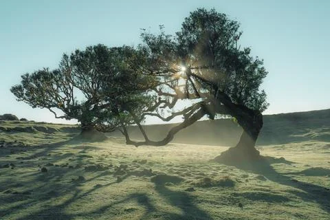 Sunlight rays through old green trees at dawn, misty field, ethereal nature.. Stock Photos