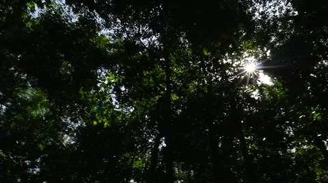 Sunlight Rays Through Trees in Amazon Rainforest, South America Stock Footage 54659833