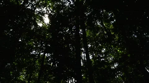 Sunlight Rays Through Trees in Amazon Rainforest, South America Stock Footage 54659862