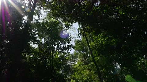 Sunlight Rays Through Trees in Amazon Rainforest, South America Stock Footage 54659977