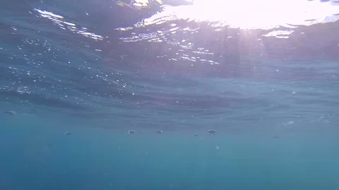 Sunlight Rays Through Water with Small Fish Near Surface – Underwater Scene Stock Footage 117632066