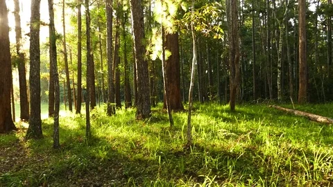 Sunlight Rays in Warm Vibrant Forest Pan Stock Footage 89152761