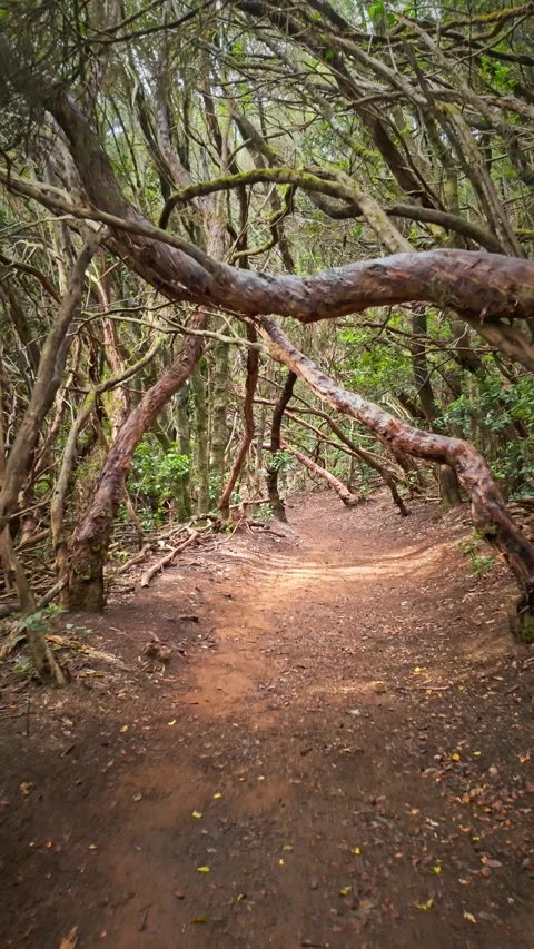 Sunlight reaching forest path through twisted trees Stock Footage 294288815