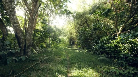 Sunlight reaching through forest reflecting on green healthy trees. Stock Footage 123575299