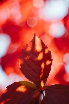 Sunlight on red leaf 写真素材