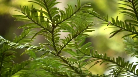 Sunlight on Redwood Needles Stock Footage 106721077