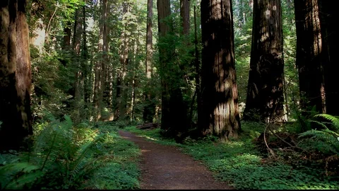 Sunlight Redwood Path Stock Footage 105469592