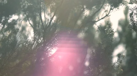 Sunlight reflected in the forest, abstract texture, 1080p Stock Footage 62904795