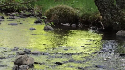 Sunlight reflected on the surface of river water flowing by riverbank Stock Footage 310451949
