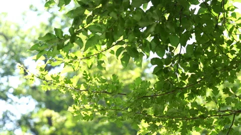 Sunlight Reflected on Water Sparkling on Leaves Stock Footage 313341210