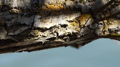 Sunlight reflected from water on tree bark Stock Footage 237155847