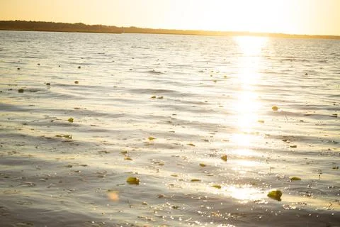 Sunlight reflecting on calm water surface with scattered lily pads in a ser.. Stock-Fotos