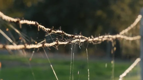 Sunlight reflecting on cobwebs on barbed wire Stock Footage 70595166
