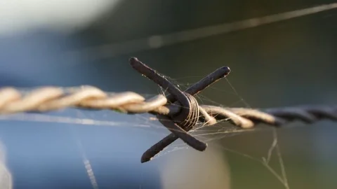 Sunlight reflecting on cobwebs on barbed wire 4k Video stock 70595517