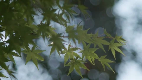 Sunlight Reflecting on Maple Leaves in a Koi Pond Vídeos de archivo 95961617
