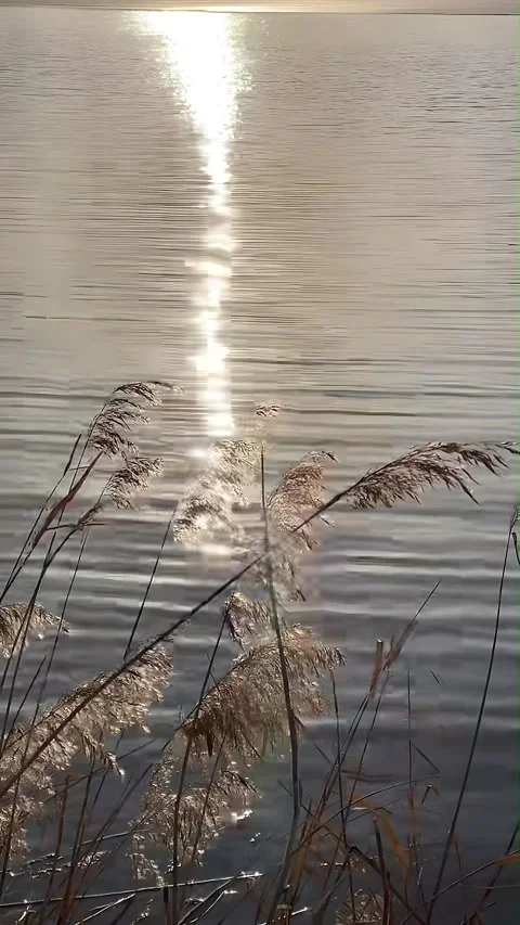 Sunlight Reflecting on a Peaceful Lake Surface with Reeds, China 스톡 동영상 336765633