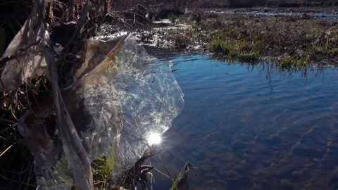 Sunlight reflecting on a plastic sheet trash hanged on a tree next to a river Stock Footage 336432882