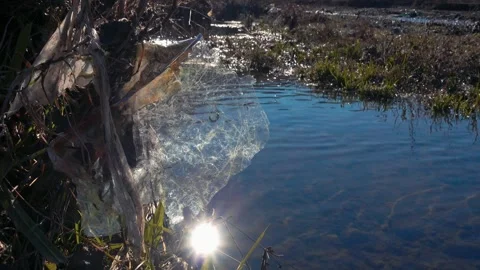 Sunlight reflecting on a plastic sheet trash hanged on a tree next to a river Stock Footage 336432919
