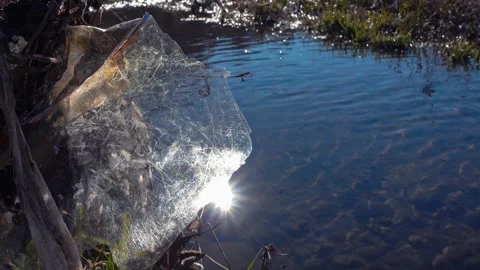 Sunlight reflecting on a plastic sheet trash hanged on a tree next to a river Stock Footage 336432983