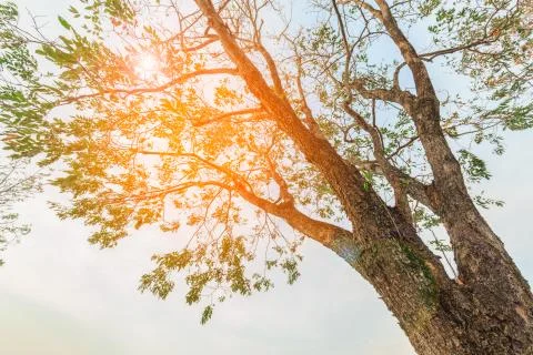 The sunlight reflecting through the leaves Stock Photos