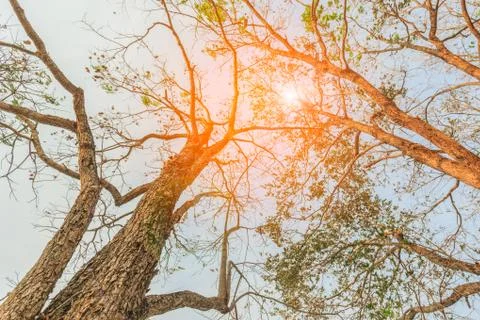 The sunlight reflecting through the leaves Stock Photos